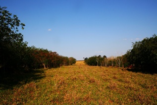 Pontal Verde Santa Rita I Tupi Paulista 030